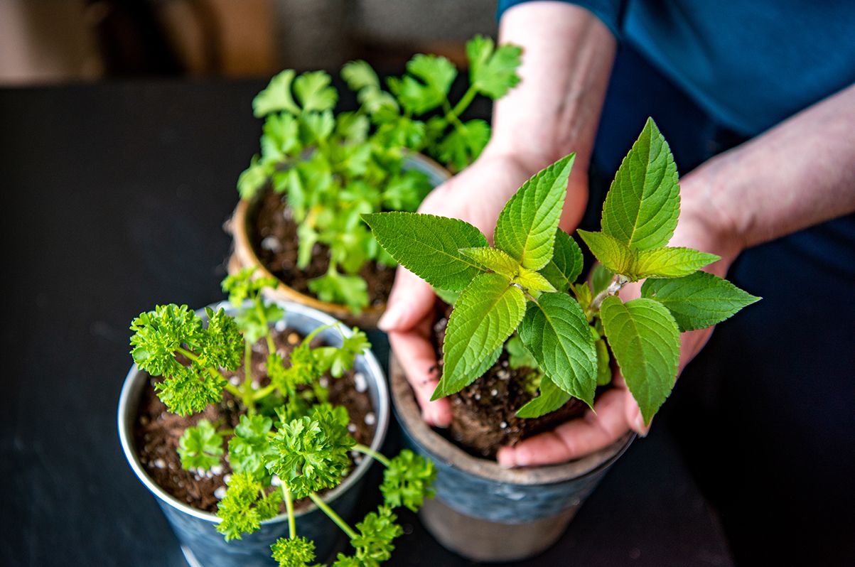 200420Blog1200x800 Window Herbs