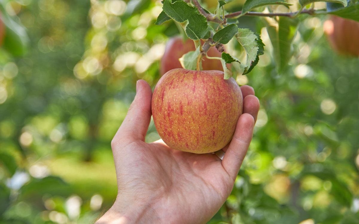 Apples-Pears-Inspo-1200X750