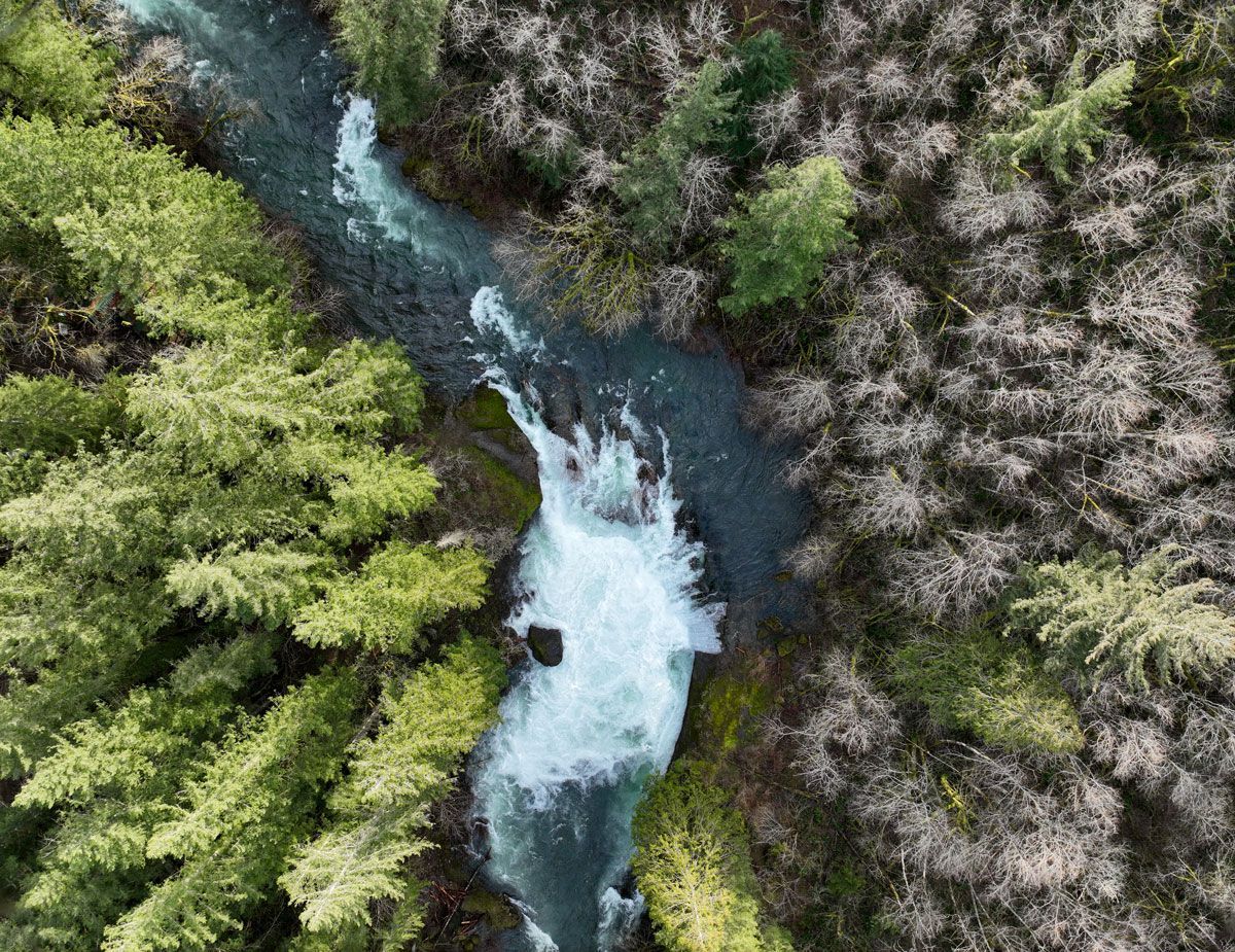 McKenzie River 3