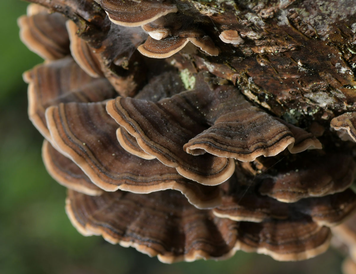 Cluster of turkey tail mushrooms with layered brown and tan bands