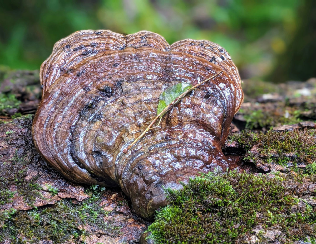 Wild chaga mushroom attached to a mossy tree trunk