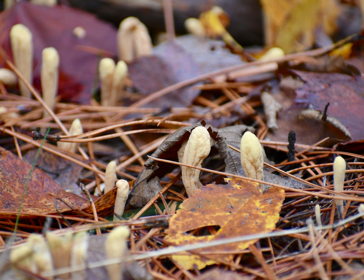 Cordyceps mushrooms sprouting from forest floor among pine needles and leaves