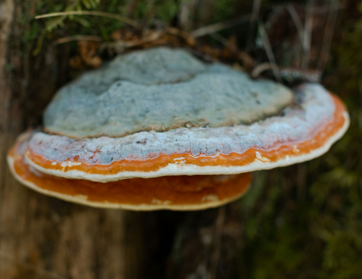 Close-up of a reishi mushroom growing on a tree trunk