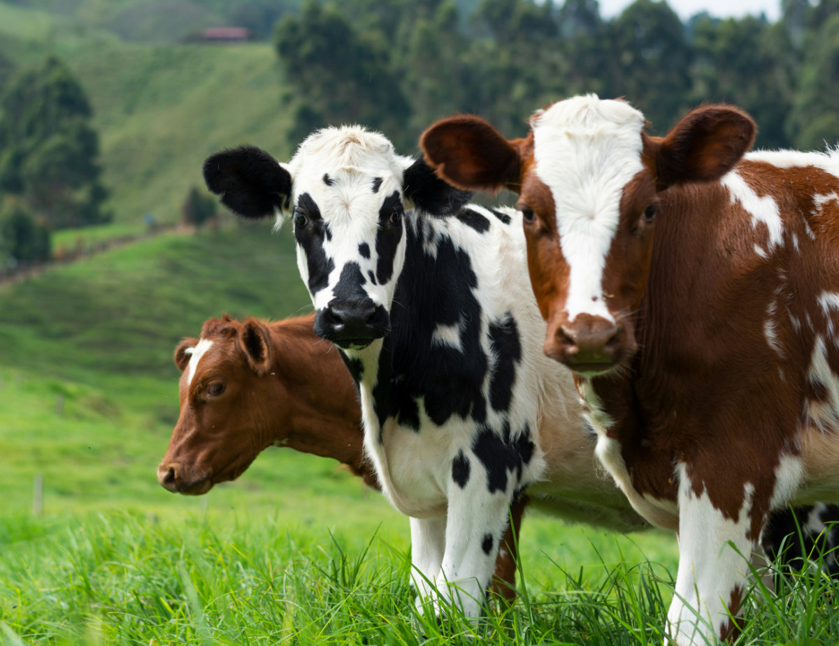 Three cows standing in a lush green pasture on an Oregon dairy farm, with rolling hills and trees in the background.
