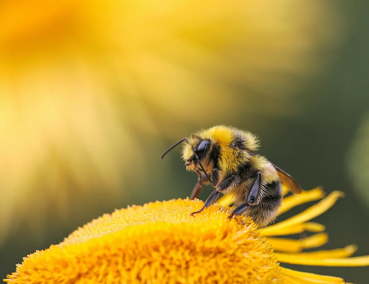 A bee gather pollen from a flower.