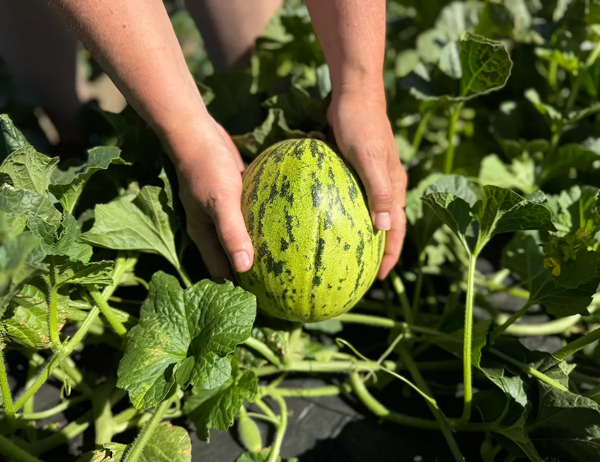 Hands gently hold a small striped watermelon among lush green vines and leaves in a sunny garden, conveying care and a fresh harvest.